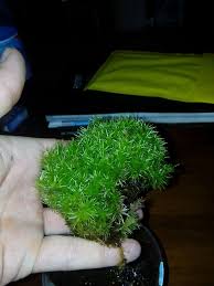 Attēlu rezultāti vaicājumam “Polytrichastrum pallidisetum macro”
