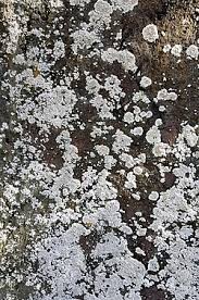 Attēlu rezultāti vaicājumam “Lepraria”