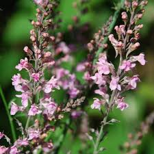 Image result for Linaria purpurea