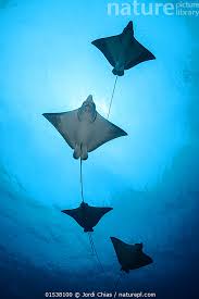 Image result for Aetobatus ocellatus