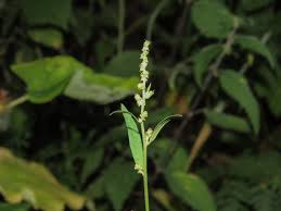 Attēlu rezultāti vaicājumam “Atriplex patula fruit”
