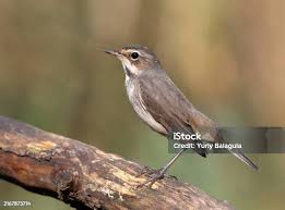 Attēlu rezultāti vaicājumam “Luscinia svecica adult”