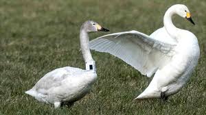 Image result for Sussex Swans