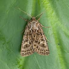 Attēlu rezultāti vaicājumam “Tholera cespitis”