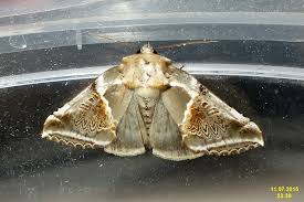 Attēlu rezultāti vaicājumam “Habrosyne pyritoides”