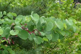 Attēlu rezultāti vaicājumam “Cercis siliquastrum”