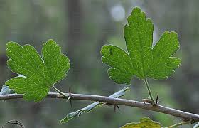 Attēlu rezultāti vaicājumam “Ribes uva-crispa leaf”