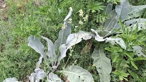 Attēlu rezultāti vaicājumam “Galium album bud”