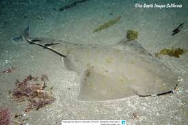 Image result for Squatina dumeril