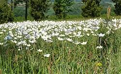 Attēlu rezultāti vaicājumam “Anemone sylvestris”