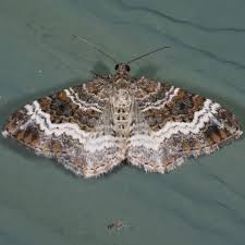 Attēlu rezultāti vaicājumam “Epirrhoe”