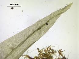 Attēlu rezultāti vaicājumam “Dicranum bonjeanii”