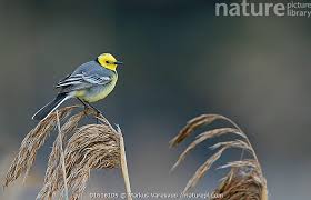 Attēlu rezultāti vaicājumam “Motacilla citreola”