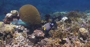 Image result for Acanthurus blochii