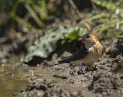 Image result for Cecropis daurica