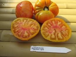 Afbeeldingsresultaat voor northern lights tomato