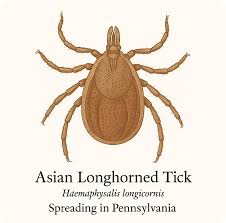 Attēlu rezultāti vaicājumam “Trichia longipalpis sessile”