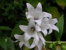 Attēlu rezultāti vaicājumam “Campanula latifolia leaf”