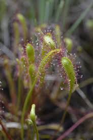 Attēlu rezultāti vaicājumam “Drosera anglica”