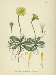 Attēlu rezultāti vaicājumam “Pilosella officinarum bud”