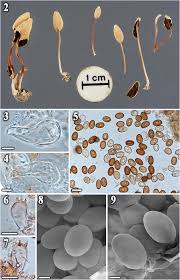 Attēlu rezultāti vaicājumam “Trichia crateriformis stalked”