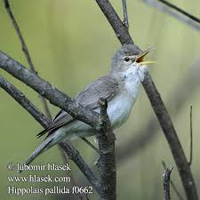 Image result for Hippolais olivetorum