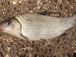 Image result for Carpiodes velifer