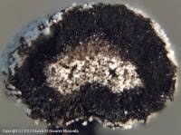 Attēlu rezultāti vaicājumam “Didymium megalosporum macro”