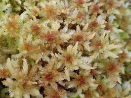 Attēlu rezultāti vaicājumam “Sphagnum palustre”