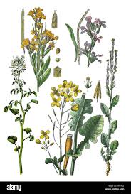 Image result for Levkoje