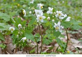 Attēlu rezultāti vaicājumam “Isopyrum thalictroides leaf”