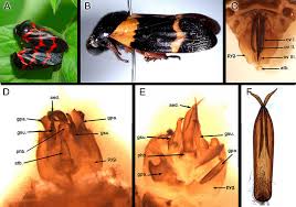Attēlu rezultāti vaicājumam “Philaenus spumarius nymph”