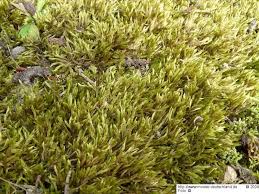 Attēlu rezultāti vaicājumam “Brachythecium albicans”