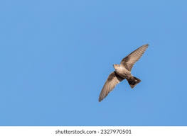 Image result for Ptyonoprogne rupestris