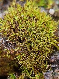 Attēlu rezultāti vaicājumam “Weissia squarrosa”