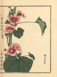 Image result for Malva sylvestris var. mauritiana