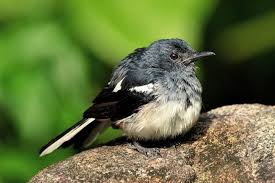 Attēlu rezultāti vaicājumam “Hemitrichia calyculata young”
