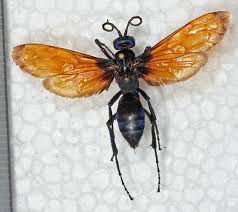 Attēlu rezultāti vaicājumam “Pompilidae”