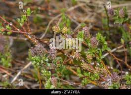 Attēlu rezultāti vaicājumam “Salix myrtilloides leaf”