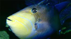 Image result for Balistes vetula