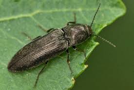 Attēlu rezultāti vaicājumam “Cidnopus aeruginosus”