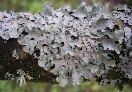 Attēlu rezultāti vaicājumam “Laurilia sulcata”