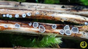 Attēlu rezultāti vaicājumam “Lachnella alboviolascens”