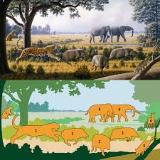 Attēlu rezultāti vaicājumam “Oligonema affine”