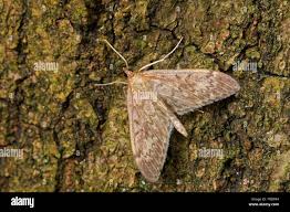 Attēlu rezultāti vaicājumam “Anania lancealis”