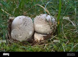 Attēlu rezultāti vaicājumam “Amanita excelsa”