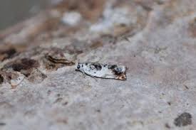 Attēlu rezultāti vaicājumam “Ancylis laetana”