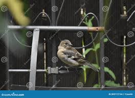 Attēlu rezultāti vaicājumam “Fringilla coelebs juvenile”
