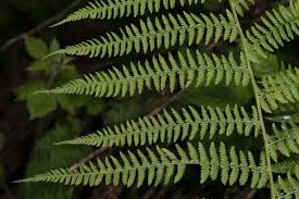 Attēlu rezultāti vaicājumam “Athyrium filix-femina”