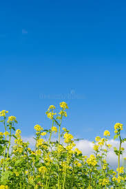 Attēlu rezultāti vaicājumam “Sinapis alba flower”